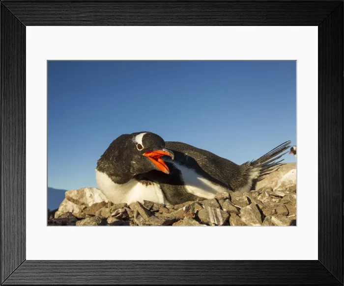 Framed Print : DDE-90023972 Framed Print : DDE-90023972