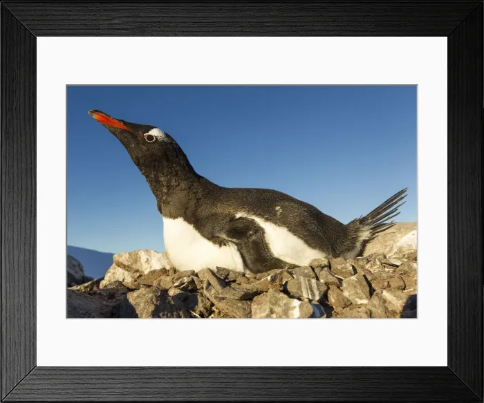 Framed Print : DDE-90023973