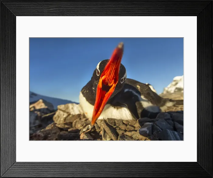 Framed Print : DDE-90023974 Framed Print : DDE-90023974