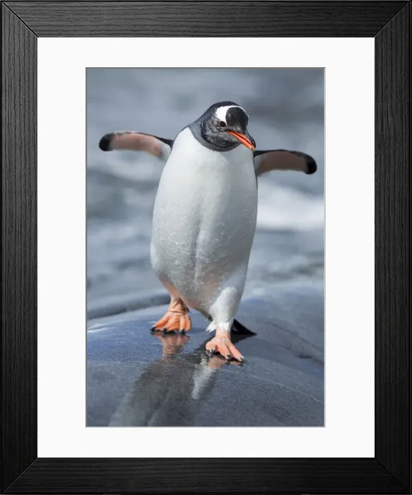 Framed Print : DDE-90023975 Framed Print : DDE-90023975
