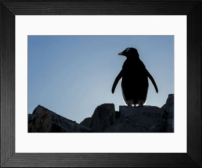 Framed Print : DDE-90023987 Framed Print : DDE-90023987