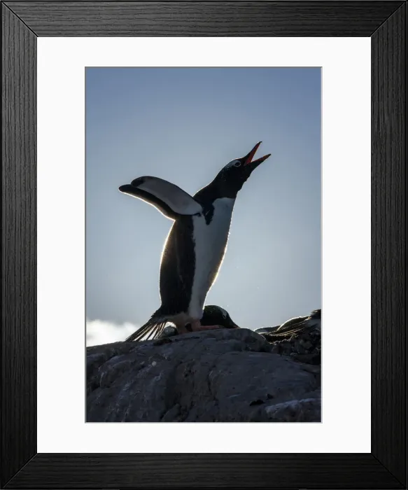 Framed Print : DDE-90023988 Framed Print : DDE-90023988