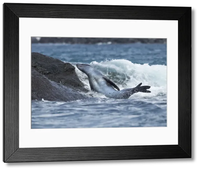 Framed Print : DDE-90024006 Framed Print : DDE-90024006