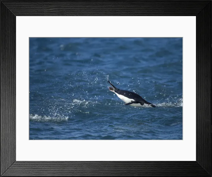 Framed Print : DDE-90024009 Framed Print : DDE-90024009