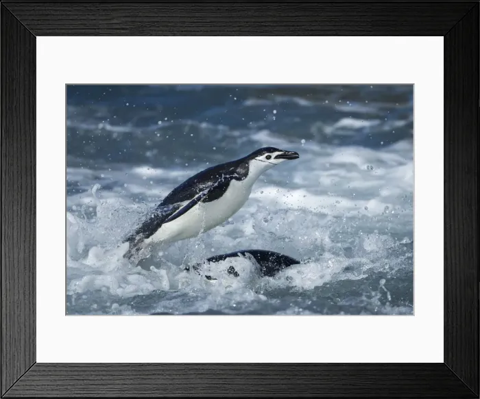 Framed Print : DDE-90024010