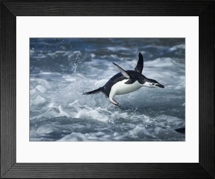 Framed Print : DDE-90024011 Framed Print : DDE-90024011