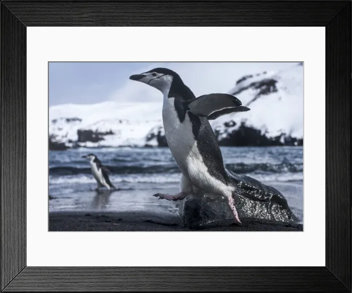 Framed Print : DDE-90024012 Framed Print : DDE-90024012