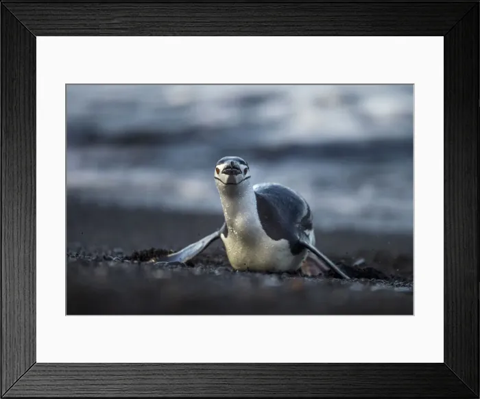 Framed Print : DDE-90024013 Framed Print : DDE-90024013