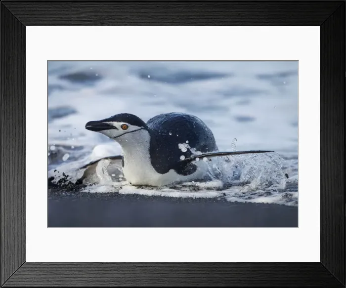 Framed Print : DDE-90024014 Framed Print : DDE-90024014