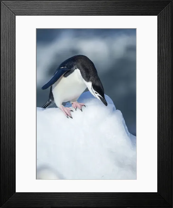 Framed Print : DDE-90024015 Framed Print : DDE-90024015