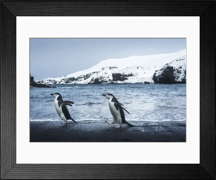 Framed Print : DDE-90024016 Framed Print : DDE-90024016