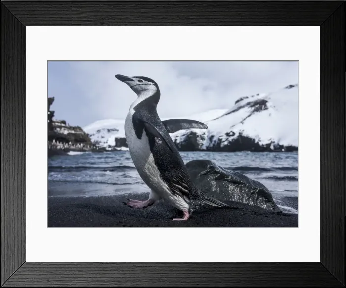 Framed Print : DDE-90024017