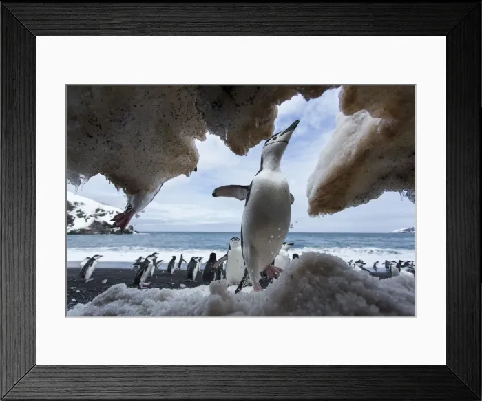 Framed Print : DDE-90024018 Framed Print : DDE-90024018