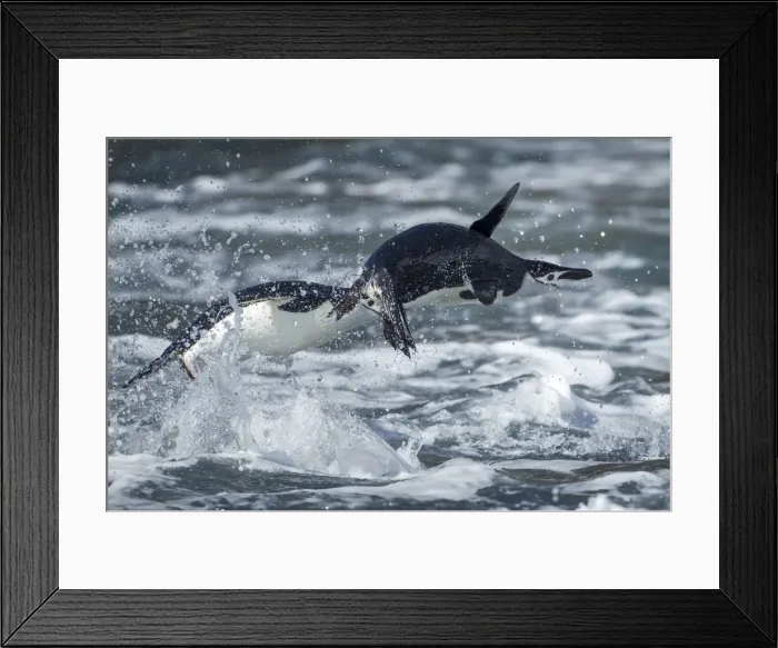 Framed Print : DDE-90024019 Framed Print : DDE-90024019