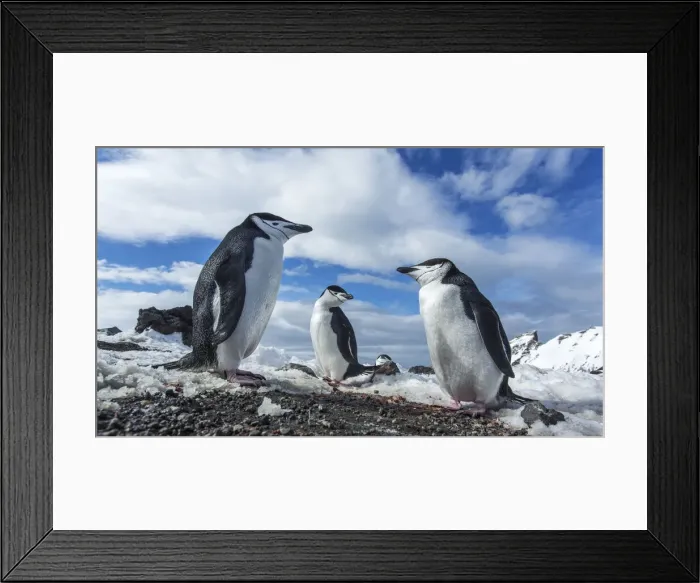 Framed Print : DDE-90024020 Framed Print : DDE-90024020