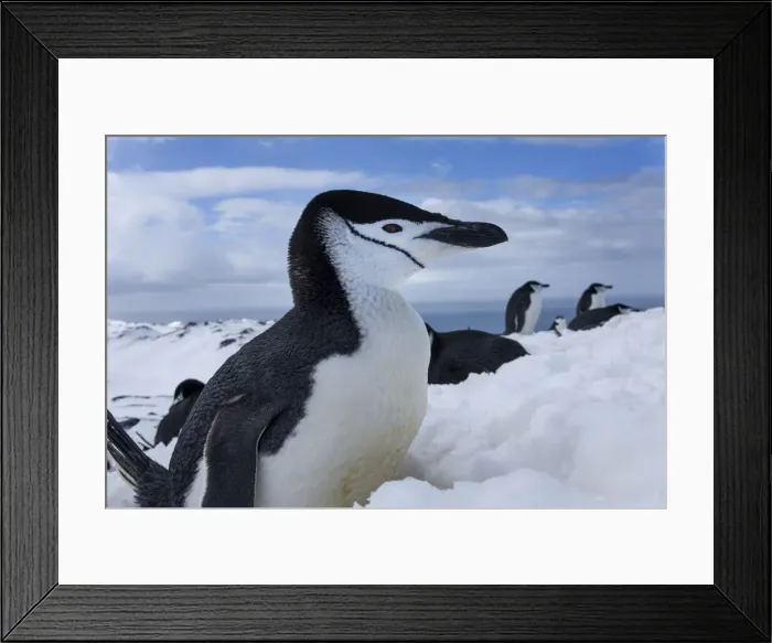 Framed Print : DDE-90024021 Framed Print : DDE-90024021