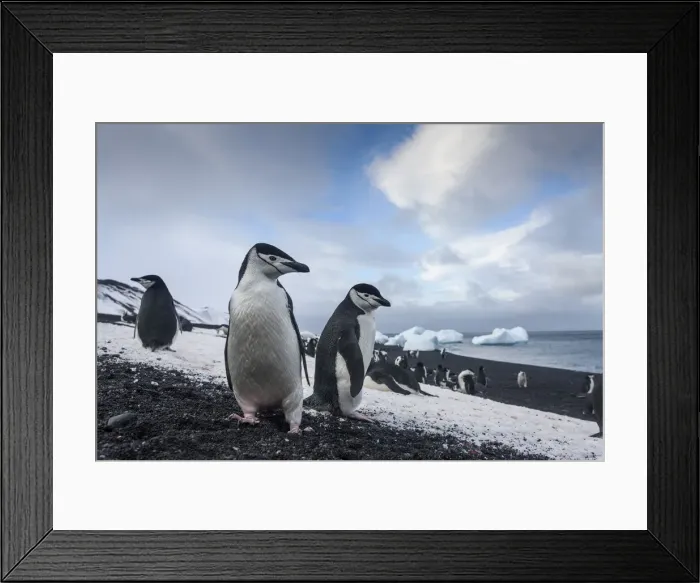 Framed Print : DDE-90024022 Framed Print : DDE-90024022