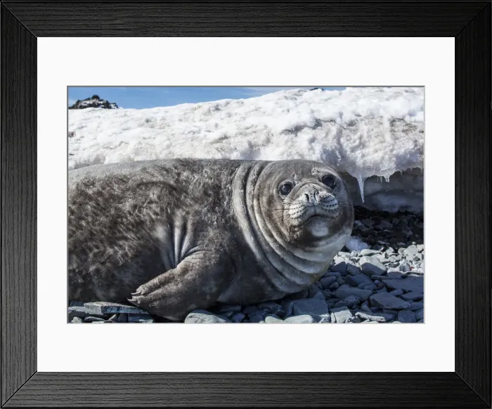 Framed Print : DDE-90024023 Framed Print : DDE-90024023