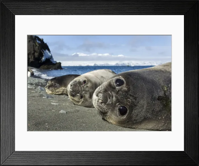 Framed Print : DDE-90024024 Framed Print : DDE-90024024
