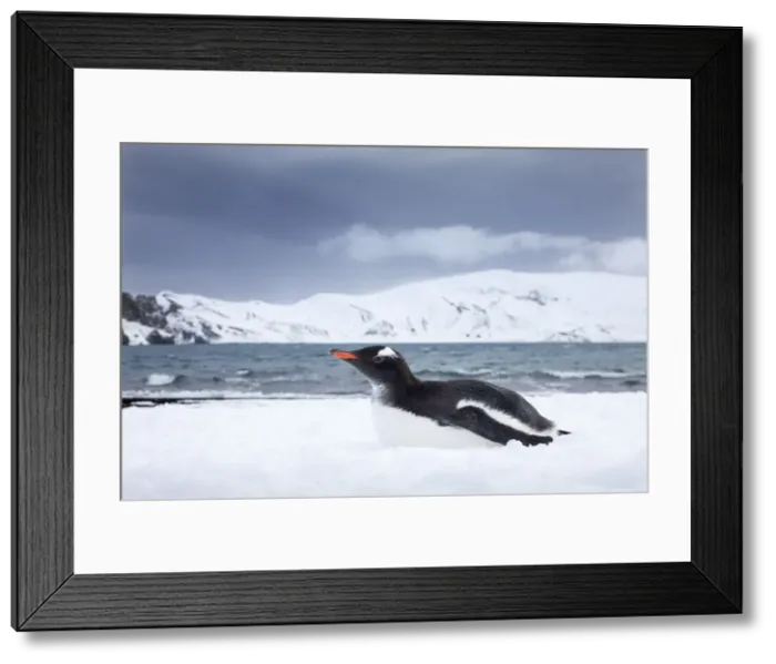 Framed Print : DDE-90024025 Framed Print : DDE-90024025