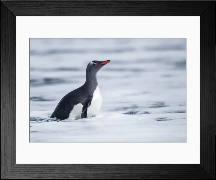 Framed Print : DDE-90024026 Framed Print : DDE-90024026