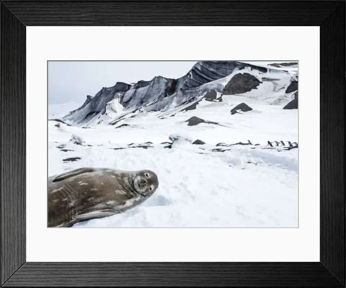 Framed Print : DDE-90024028 Framed Print : DDE-90024028