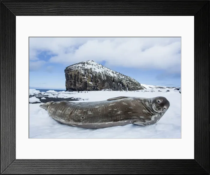 Framed Print : DDE-90024029