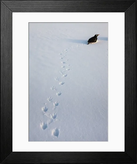 Framed Print : DDE-90024048