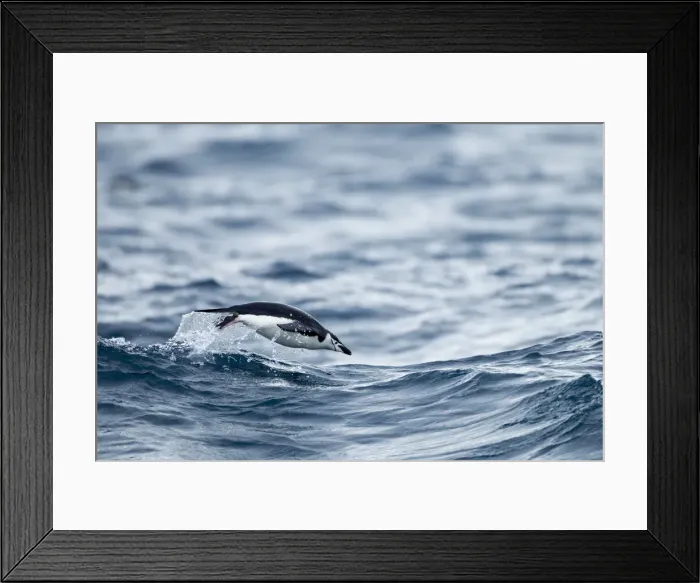 Framed Print : DDE-90024051 Framed Print : DDE-90024051