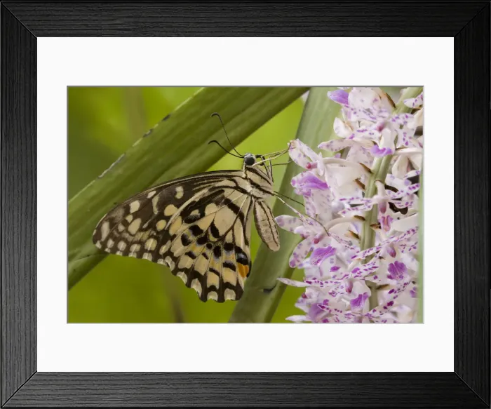 Framed Print : DDE-90024076 Framed Print : DDE-90024076