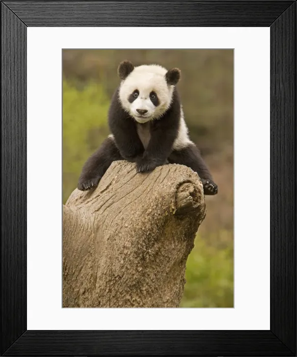 Framed Print : DDE-90024085