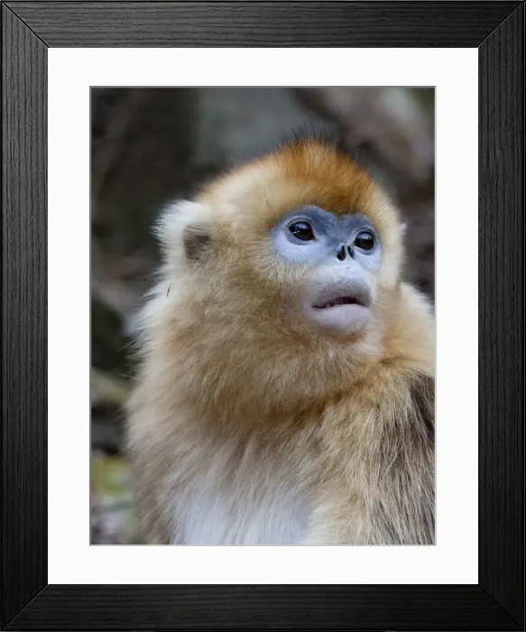 Framed Print : DDE-90024086