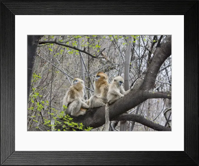 Framed Print : DDE-90024087 Framed Print : DDE-90024087