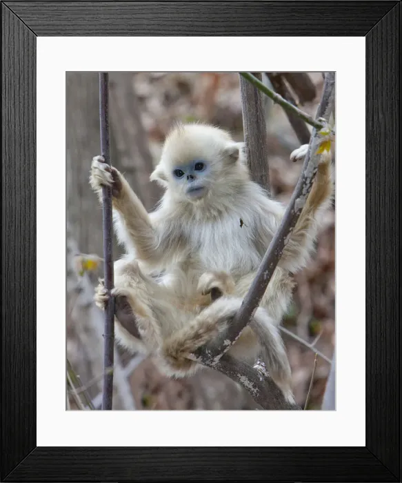 Framed Print : DDE-90024088 Framed Print : DDE-90024088