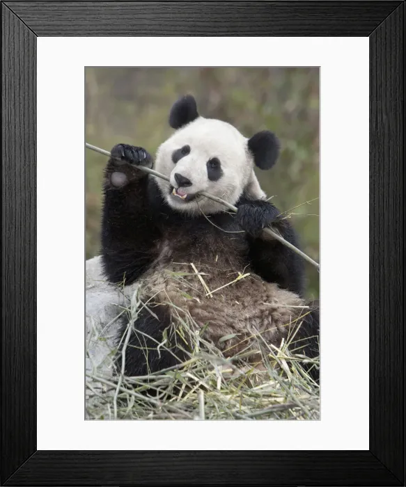 Framed Print : DDE-90024089