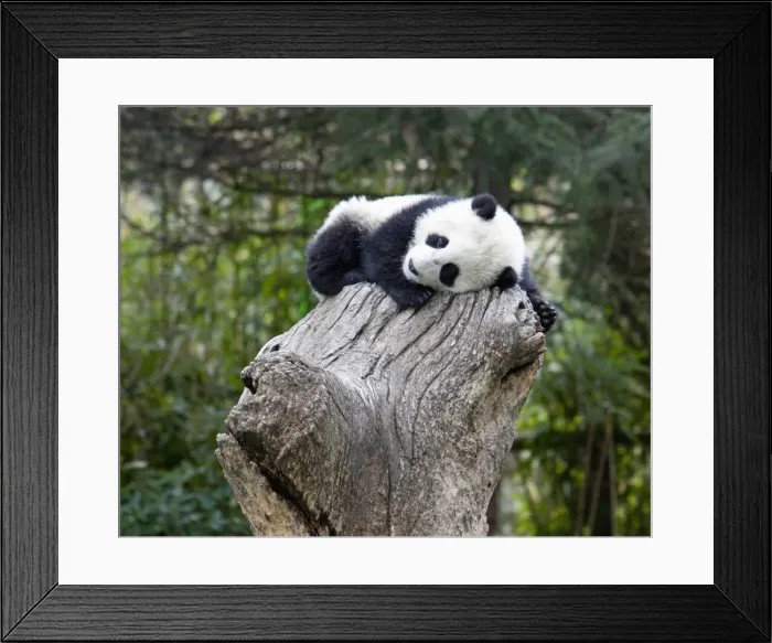 Framed Print : DDE-90024090