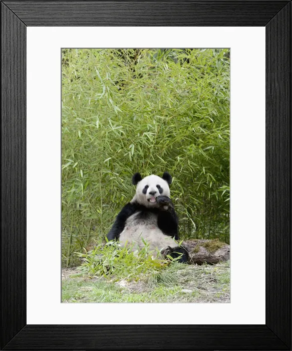 Framed Print : DDE-90024091