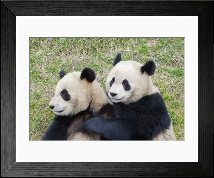Framed Print : DDE-90024092