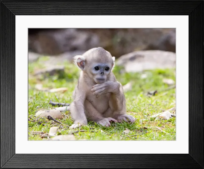 Framed Print : DDE-90024093 Framed Print : DDE-90024093