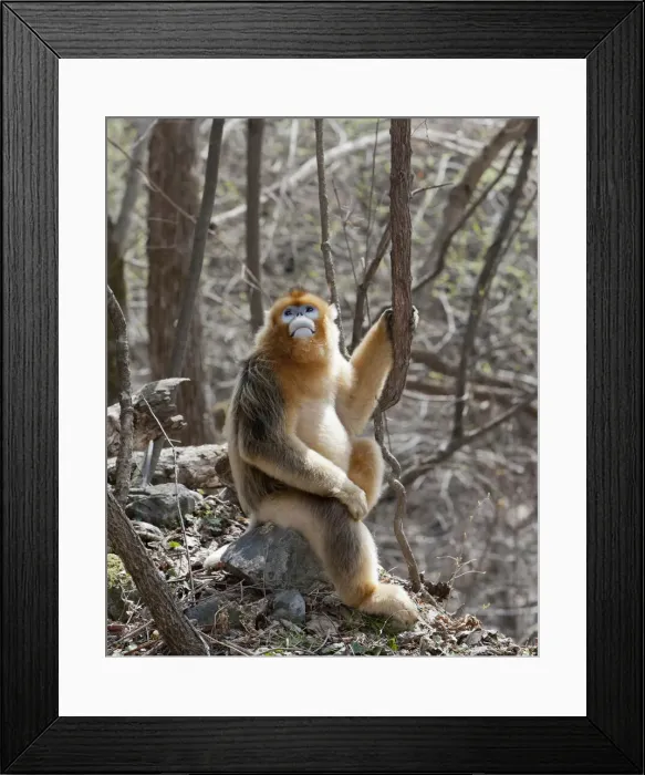 Framed Print : DDE-90024095
