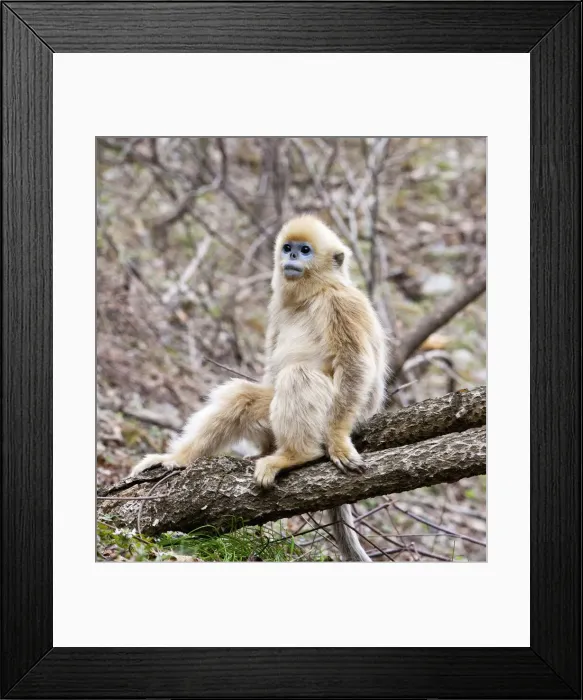 Framed Print : DDE-90024096 Framed Print : DDE-90024096