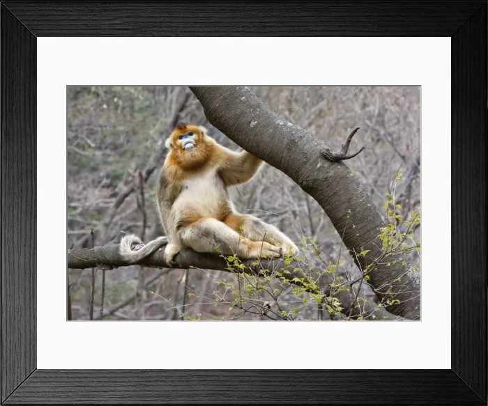 Framed Print : DDE-90024097