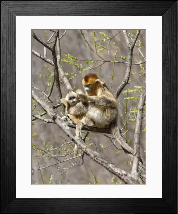 Framed Print : DDE-90024098