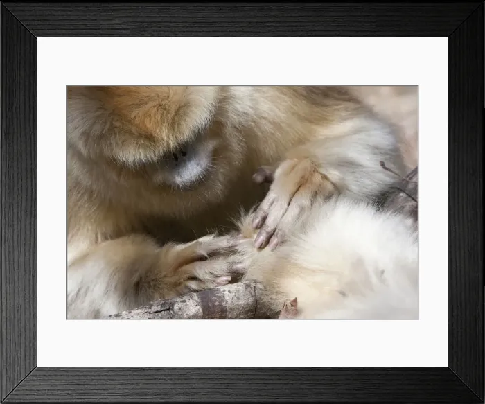 Framed Print : DDE-90024099 Framed Print : DDE-90024099