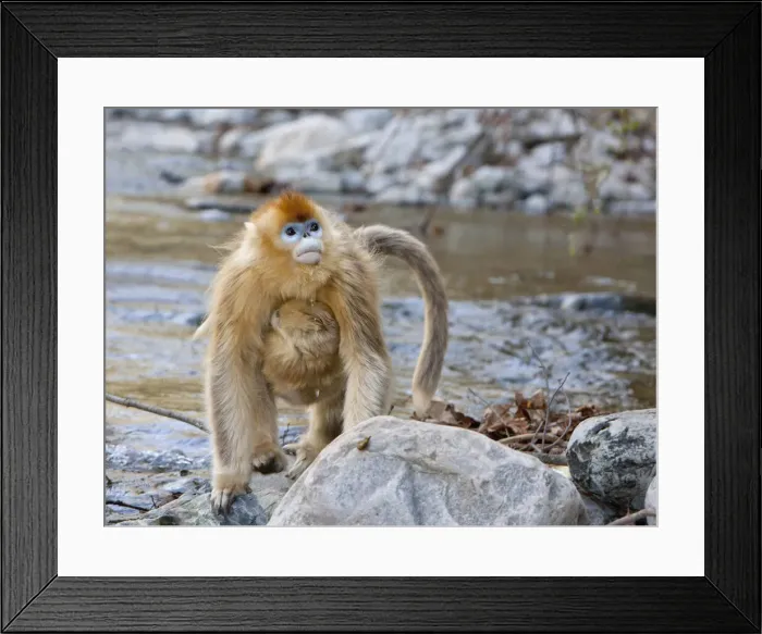 Framed Print : DDE-90024100 Framed Print : DDE-90024100