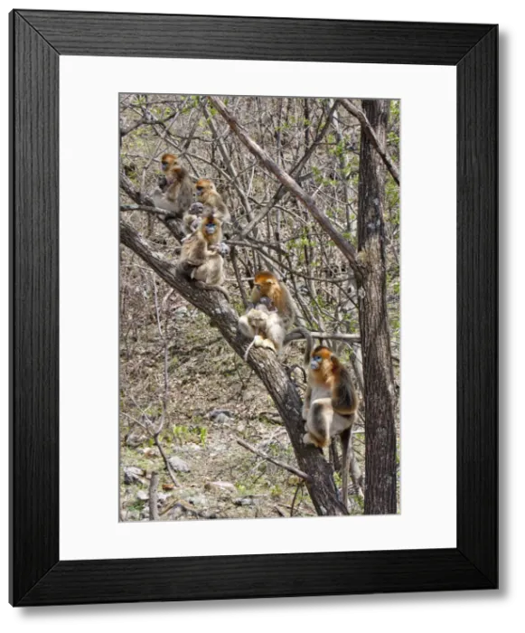Framed Print : DDE-90024101 Framed Print : DDE-90024101