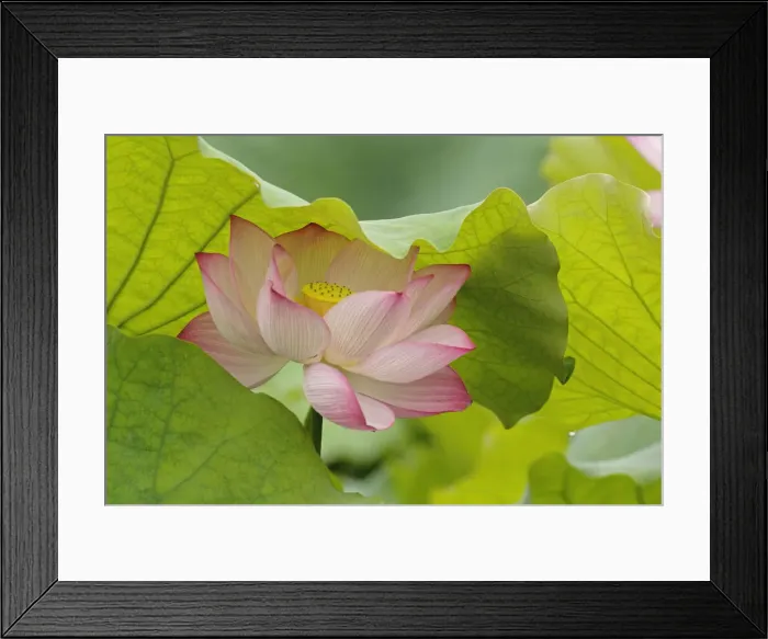 Framed Print : DDE-90024110 Framed Print : DDE-90024110