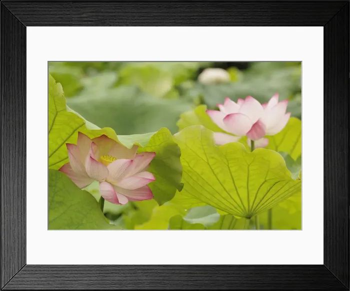 Framed Print : DDE-90024111 Framed Print : DDE-90024111