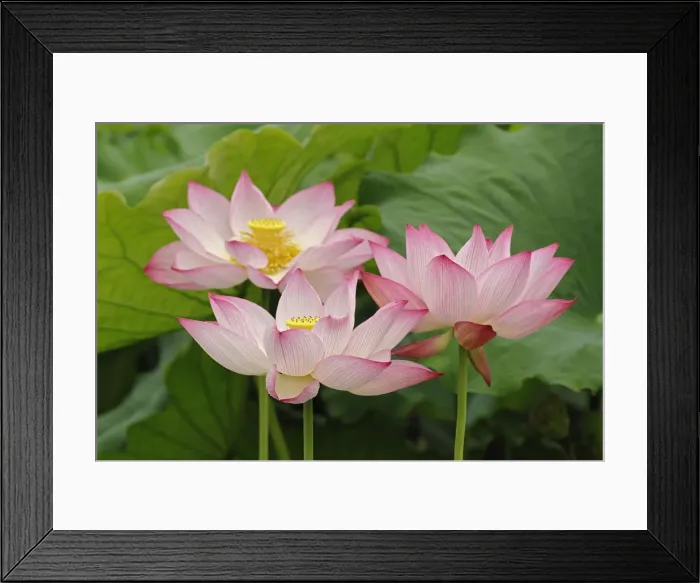 Framed Print : DDE-90024112 Framed Print : DDE-90024112