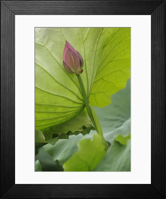 Framed Print : DDE-90024113 Framed Print : DDE-90024113